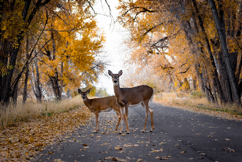 two deer in the middle of the road