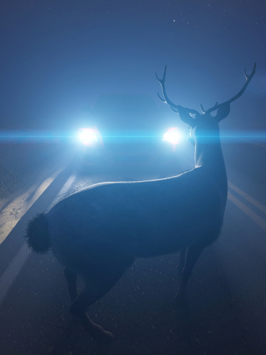 car headlights illuminating a deer